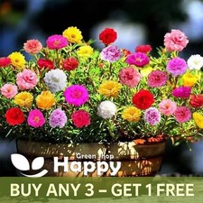 MOSS ROSE EXTRA DOUBLE MIX 2000 SEEDS Portulaca grandiflora GROUND COVER FLOWER