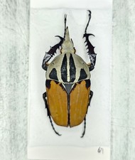 Cetoniinae for collectors | rare Protaetia, Osmoderma