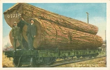 Two Men on back of Truck indicating height of Tree Postcard Antique 1910  N