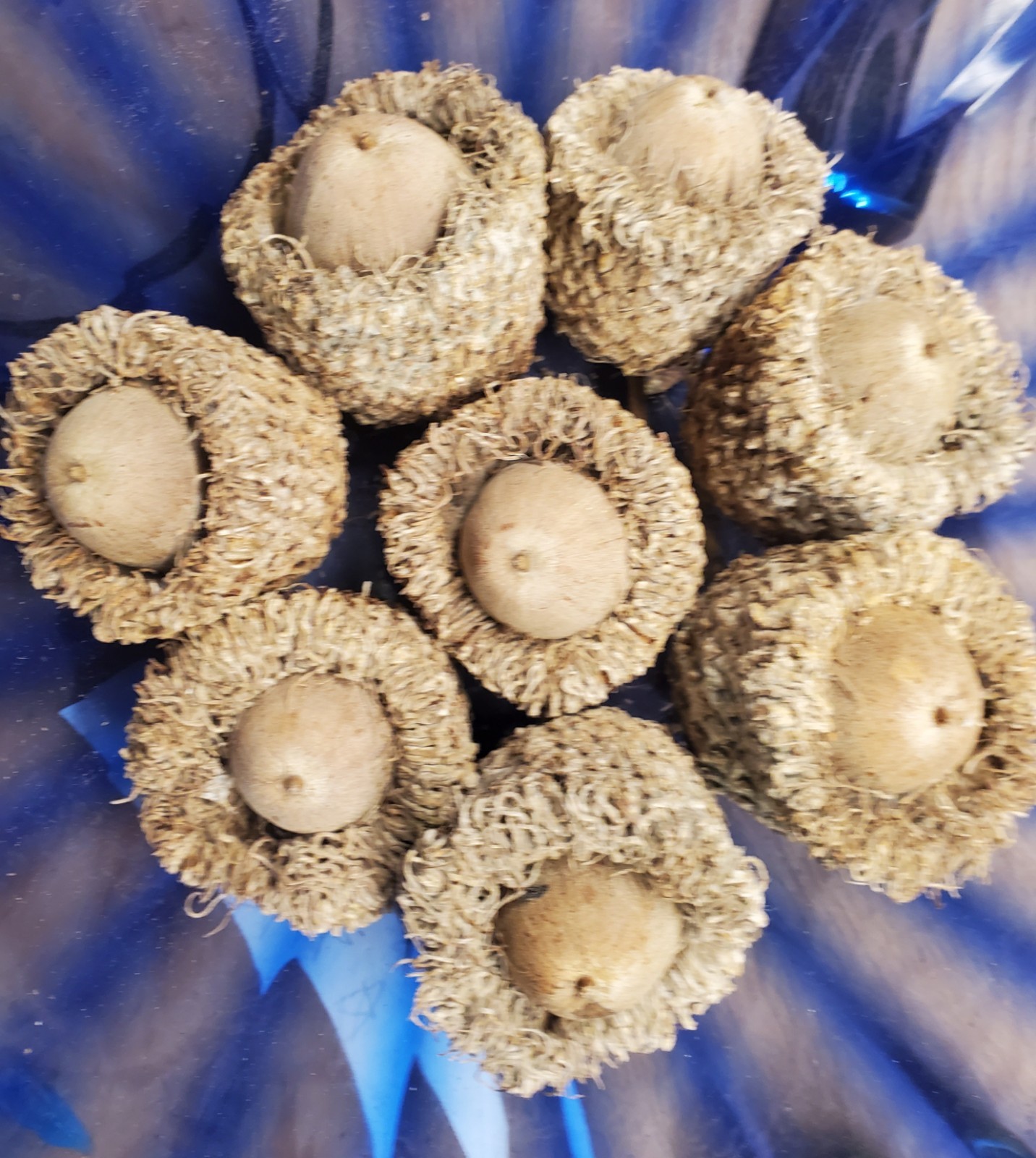 48 Burr Oak Tree Acorns ~Quercus Macrocarpa