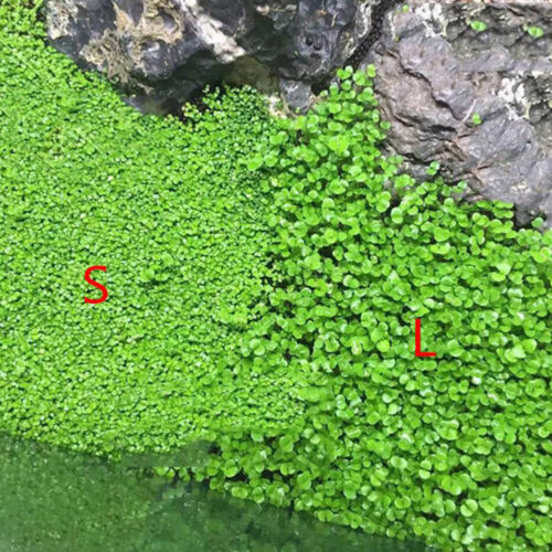 Aquarium Plant Seeds Fish Tank Aquatic Water Grass Foreground Easy Plants Decor~ - Picture 5 of 17