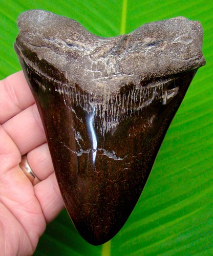 5.27” MEGALODON SHARK TOOTH Real Fossil XL Sharks Teeth - NO Restorations