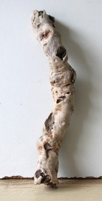 Treibholz Schwemmholz Driftwood  1 Wurzel Dekoration Terrarium 25 cm