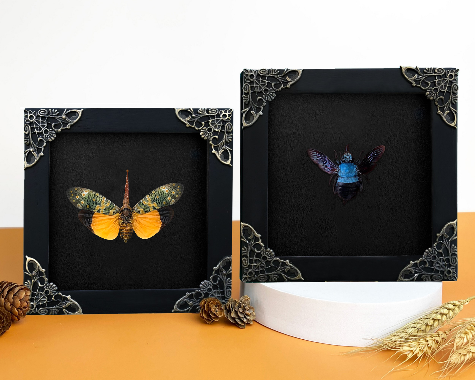 Pinned Lanternfly & Bee Framed for Gothic Wall Art Decor Entomology Collections