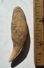 Kentucky relic Undrilled Bear Tooth Artifact 