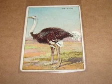 1910 HASSAN Cigarettes Animal Cards OSTRICH #56 Struthio camelus T29 rare find
