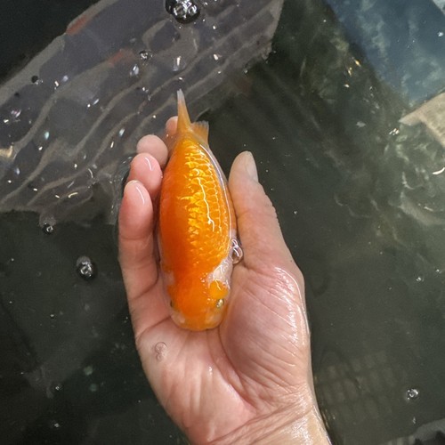 Ranchu goldfish 4 Inches Live Fish | eBay