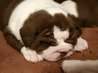 Exotic Coloured British Bulldogs Dogs Puppies Gumtree Australia Maroochydore Area Kuluin 1259190353