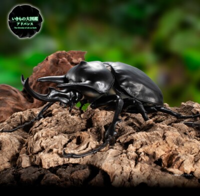 The Diversity of Life on Earth Advance Megasoma & Hercules Beetle