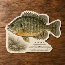 Bluegill Fishing Decal Multicolor Gloss Vinyl Easy Apply