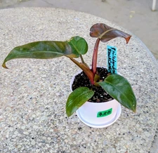 Philodendron Black Cardinal Starter