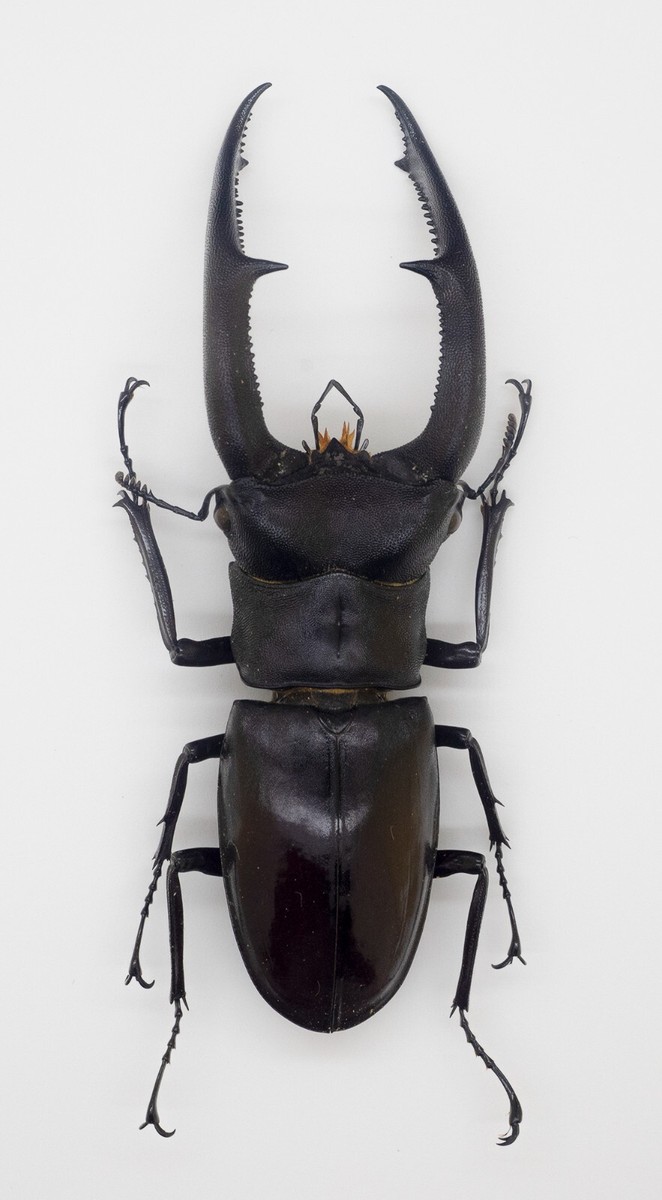 Beetle - Lucanidae - Hexarthrius mandibularis (m) 96mm - Sumatra
