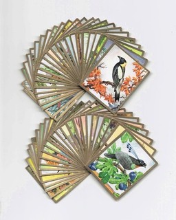Farbenpracht und Formenreichtum in der Vogelwelt 50 verschiedene Bilder
