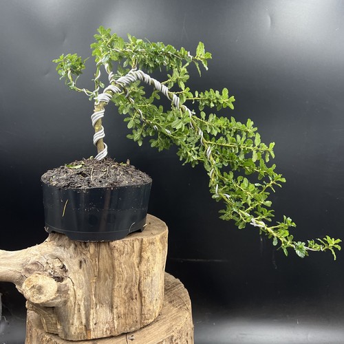 Ceanothus Blue bonsai tree - Picture 2 of 15