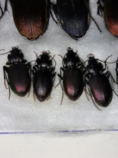 4ex  Nebria bonelii ? Carabidae