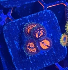 Deadpool Strat Paly Zoa 4 Polyps