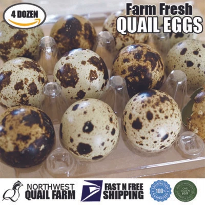 NWQUAILFARM Fresh n Tasty Jumbo Coturnix Quail Eggs (4 dozen) FREE SHIPPING!!!