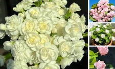 Double Jasmine Seeds for Planting, 150 pcs Perennial Fragrant Climbing Jasmine