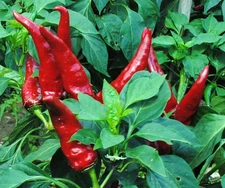 Hungarian Paprika Pepper Seeds (20) / Florida Grown / Rare / Fantastic Flavor