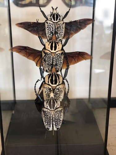 XL Goliath Beetles in flight Taxidermy Insect Art in Display case (GOLIATHUS) - Picture 1 of 9