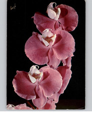 Jolies Fleurs de France Orchidees Fandango Postcard 1971
