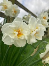 10 Daffodil 'Sir WInston Churchill' Bulbs (Narcissus) Free Postage UK
