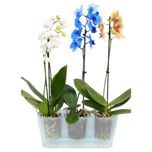 Orchideentopf Blumen Kasten Übertopf f. mehrere Pflanzen Kunststoff durchsichtig - Bild 12 von 14