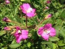Wildflower mix - Pink - Ragged Robin/Musk Mallow/Corn Cockle
