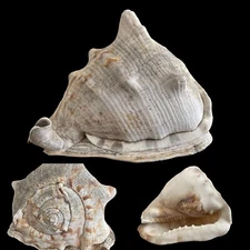 Large Horned Helmut Conch Sea Shell Natural Seaside Beach Nautical Aquarium 7”