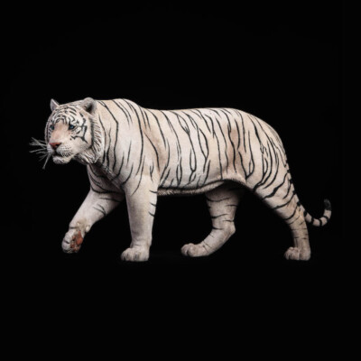 JxK 1/6 Bengal Tiger White Tiger Figure Animal Model Collect Toy