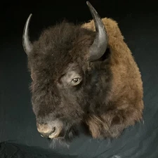 Large Buffalo Bison Mount Rustic decor taxidermy