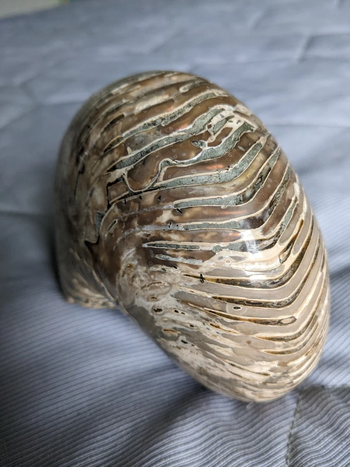 Vintage Large Fossil Shell found in a specialised shop in Edinburgh - Image 4 of 4
