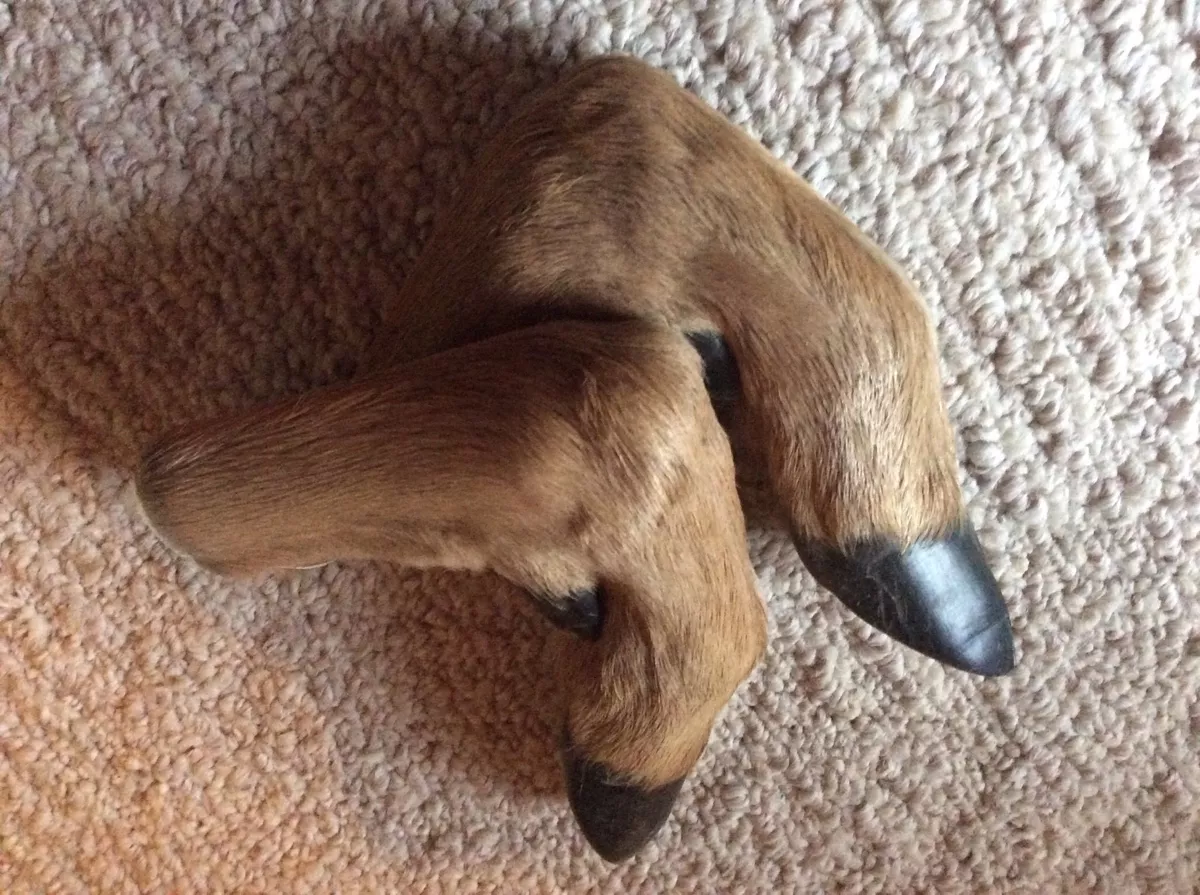 Deer hooves best sale