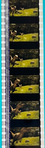 Jurassic Park 3 2001 Very Rare Unmounted 35mm Film Cells - Picture 11 of 51