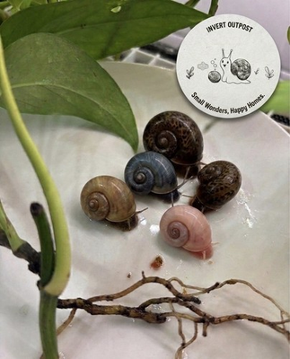 #ad Rainbow Mix Ramshorn Snails 51 Free Tiger Leopard Pink Orange Live Aquarium $15.00