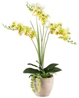 Gasper Kunstpflanze Phalaenopsis Lbh 12X46X55 Cm GrüN Pflanze
