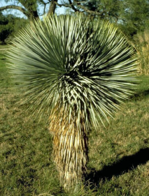 RO-4073　Yukka Blue Stem, Yucca Seed | Urban Farmer