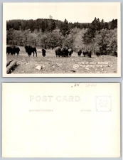 RPPC Herd Of Wild Buffalo Rapid City SD Photo Postcard