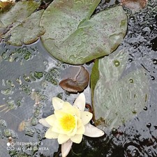 Pond Water Lily with green/ red mottled leaves and a cream Yellow flower 