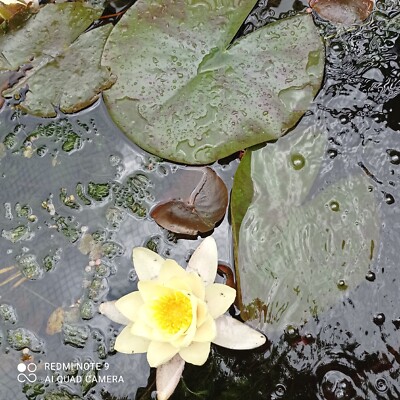 Teichwasserlilie mit grünen/roten gesprenkelten Blättern und einer cremegelben Blume 