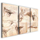 Leonardo da Vinci – Anatomical Study – Stampa su tela decorativa