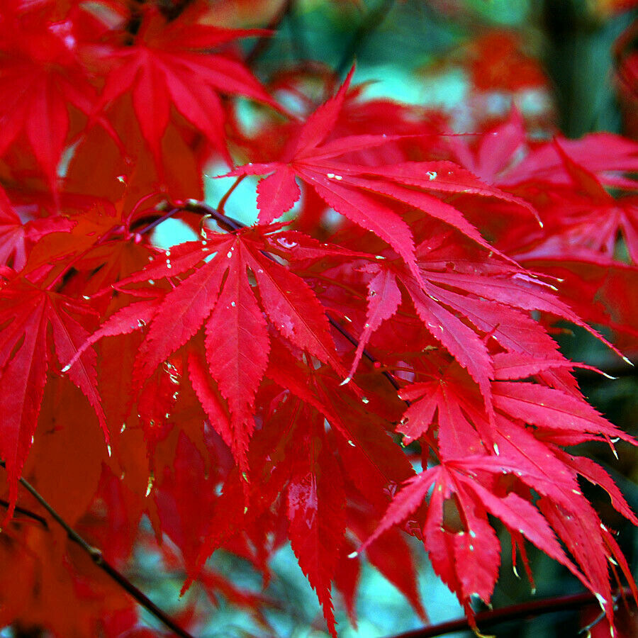 Red Japanese Maple "10 PACK" Tree Seeds or Bonsai