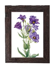 Vintage Botanical Flowers Illustration Antique Purple Home Decor 5x7 Art Print