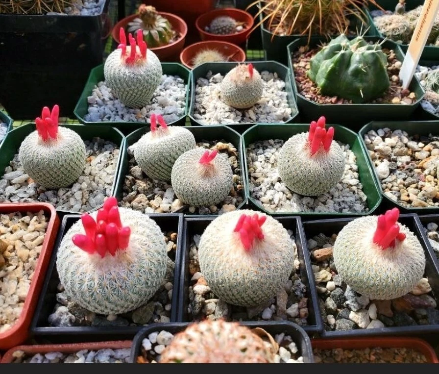  Epithelantha micromeris var. bokei (15 seeds) - Image 2 of 4