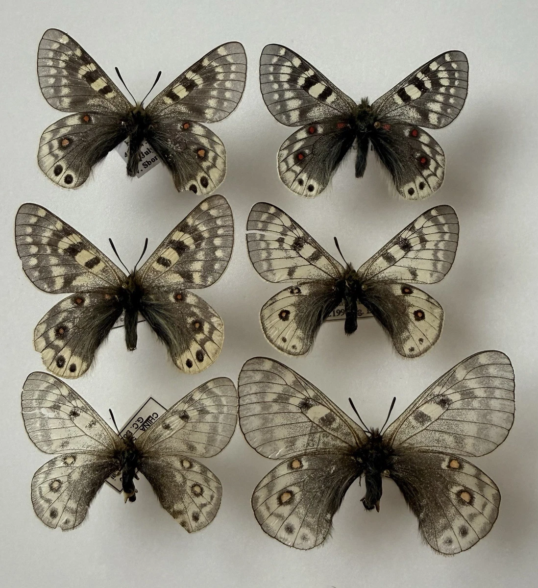 Parnassius Butterfly for sale | eBay