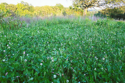 2 pound Johnson's Premium Perennial Chicory and Clover 1/4 acre Food Plot Seed 