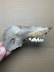 21g mammal tooth from Ice Age specimen Pleistocene