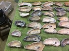 Lot of 35 Thick ￼Atlantic Oyster Shells 3 To 6 Inch  Long Polished Arts Crafts — photo 7
