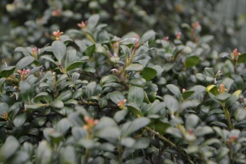1 x Ilex crenata 'Convexa‘ Kugel 25 - 35 cm (Löffel Ilex) Buxbaum Buxus Ersatz - Foto 5 di 7
