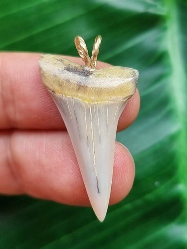 3,3 cm schmaler heller Zahn des Mako Hai- Hai Zahn Fossil Anhänger - Bild 1 von 2